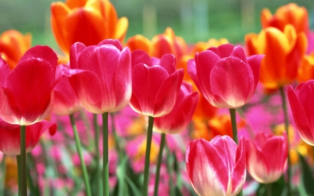 tulips - tulips, cool, flowers, fun, nature