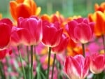 tulips