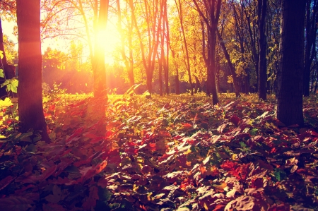 â™¥ - nature, autumn, forest, trees