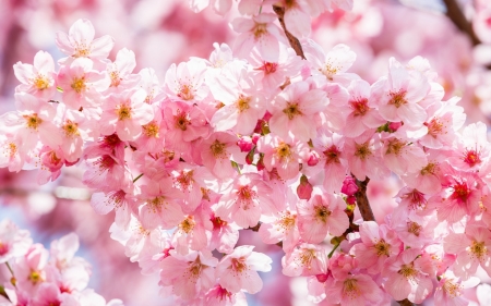 Flower - nature, leaf, tree, flower