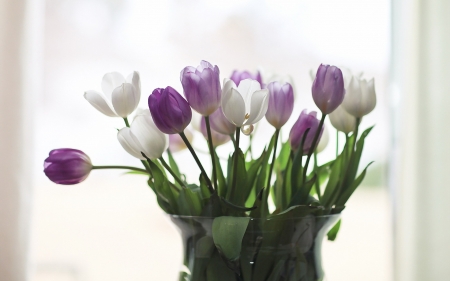 Flower - Flower, nature, leaf, tree