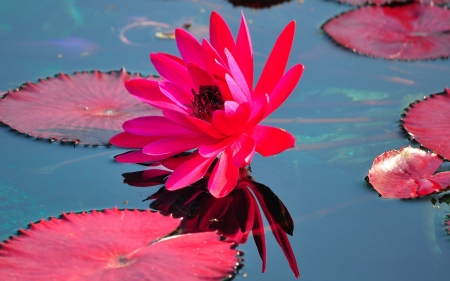 Flower - lillac, water, nature, pond, Flower