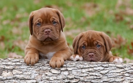 Puppies - woof, dog, mastiff, 19000, puppies