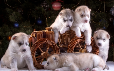 Huskies - puppy, woof, dog, huskies