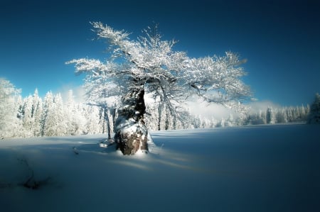 Beautiful winter - beautiful, forest, winter, nature