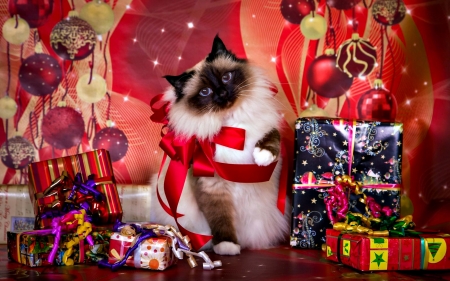 Holiday gifts - cat, animal, gifts, christmas