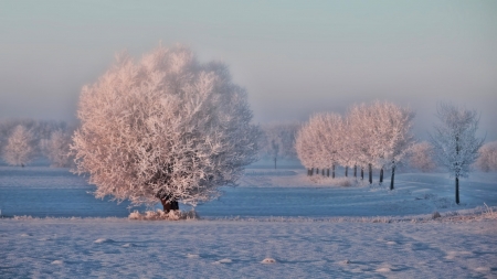 Beautiful winter - winter, nature, trees, snow