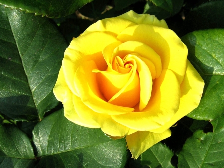 Bright Yellow Rose - bright, nature, yellow, petals, leaves, green, rose, flower