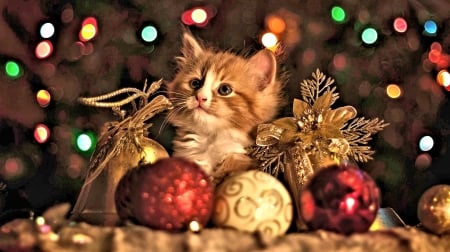 Sweet Kitten - Car, cute, Kitten, Christmas