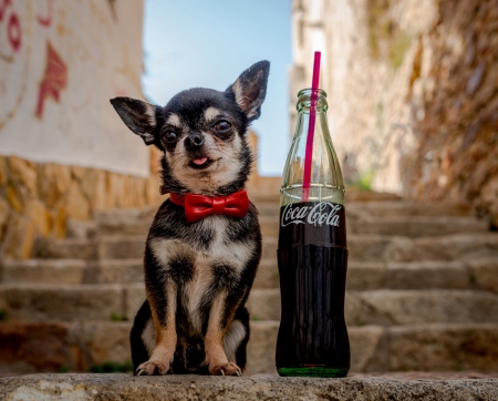 Puppy - bottle, dog, coca cola, black, funny, red, cute, caine, puppy, little, bow