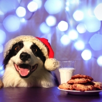 Waiting for Santa with a treat