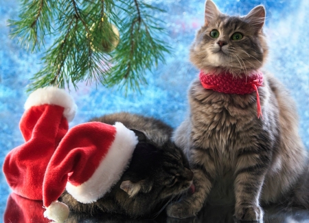 I kiss your hands - hat, blue, coupel, cat, christmas, santa, pisica, scarf, craciun, funny, red, cute, kiss, daykiney