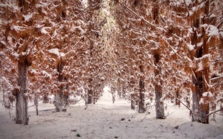 Winter - tree, winter, nature, snow