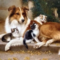 Collie Dog and Kittens F