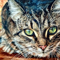 Green-eyed Tabby Cat F