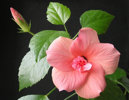 Pink Flower - beautiful, flower, pink, green