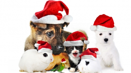 True Friends at Christmas F - bird, December, rabbit, occasion, avian, beautiful, photography, canine, photo, parakeet, wide screen, holiday, dogs, feline, cats, Christmas