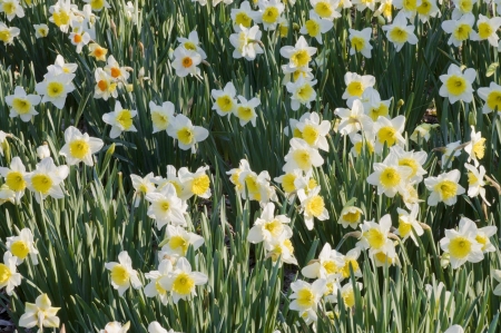 field of flowers - cool, flowers, field, fun, nature