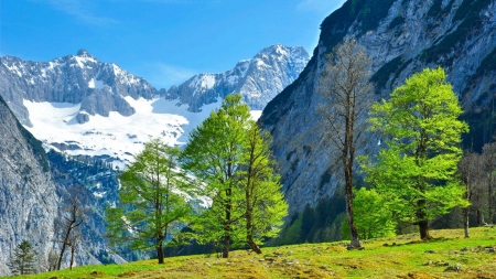 trees in nature - fun, trees, nature, cool, mountain