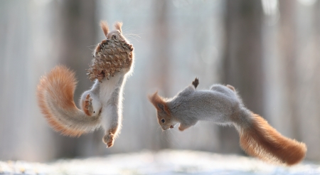 ♥ - squirrels, animaks, winter, playing