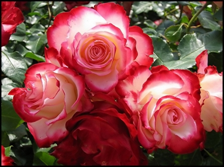 Pink and White  Roses - flowers, nature, dew, red, macro, drops, petals