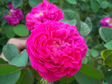 Pink Roses - nature, macro, roses, pink, petals, flowers, garden