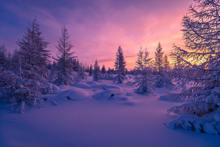 Purple sunset - winter, nature, purple, sunset