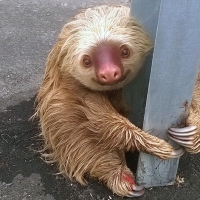 Worried sloth