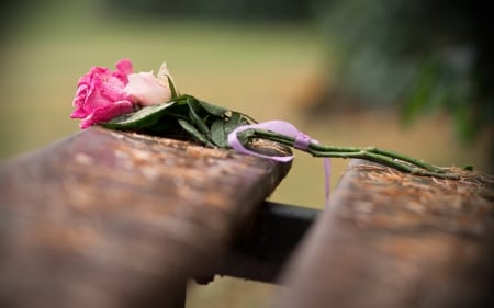 Rose - nature, bench, tree, rose