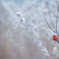 Cardinal in Snowstorm