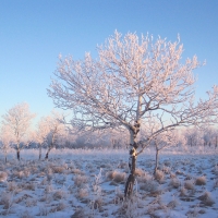 Light Frosty Winter Day