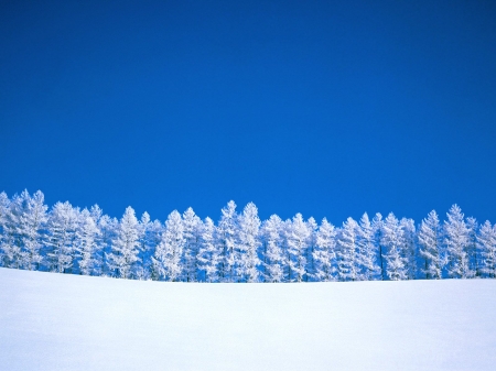 Winter - white, winter, tree, blue, snow