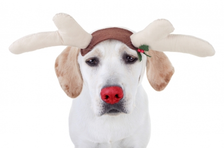 Rudolf - red, funny, animal, cute, caine, rudolf, craciun, reindeer, christmas, white, dog, horns