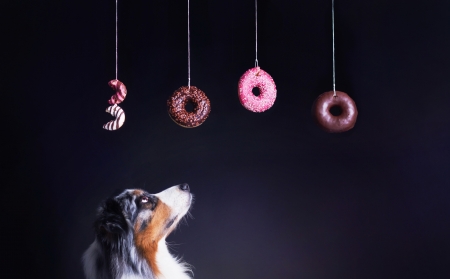 A dog wish - donut, food, dog, pink, sweet, animal, funny, australian shepherd, caine, dessert