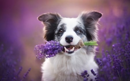 For you! - summer, dog, flower, pink, white, animal, purple, funny, australian shepherd, cute, field