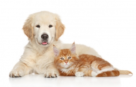 Puppy and kitten - puppy, couple, cat, pisica, kitten, white, animal, orange, cute