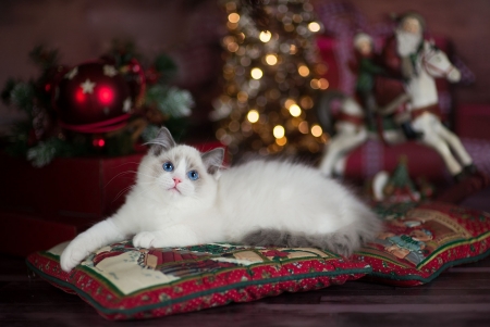 Cat - animal, cute, cat, craciun, siamese, christmas, white, pisica, tree