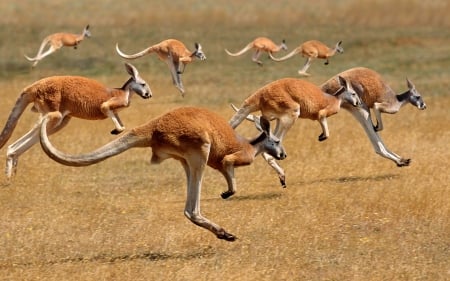 Kangaroo - animal, kangaroo, desert, aussie