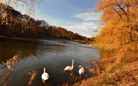 lake - bird, Lake, animal, tree