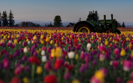 Flower - flower, tree, nature, tulips