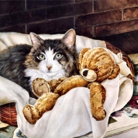 Tabby Cat and Teddy FC