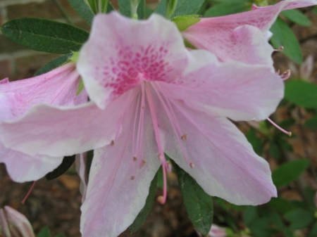 White and Pink Lily