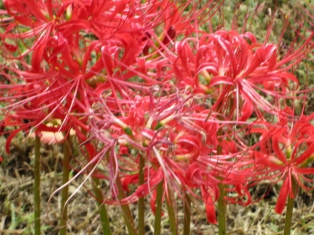 Anniversary Lilies - plants, liles, red, woodsy