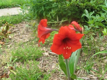 Amarilla Lily - plants, liles, red, blossums