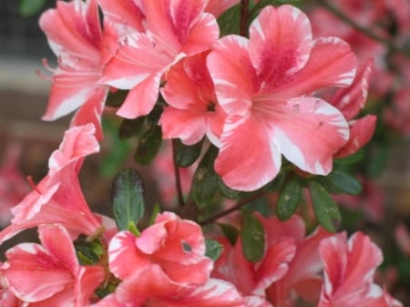 Pinkish Red White Azaleas - springtime, plant, beautiful, flowering