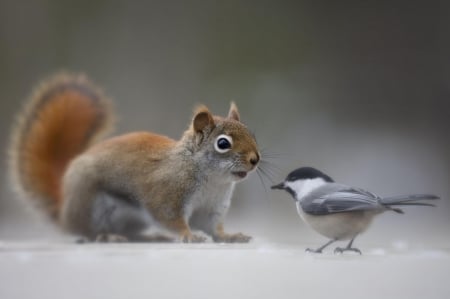 ♥ - bird, winter, squirrel, animals