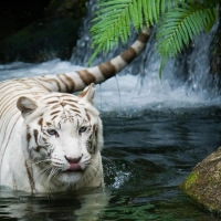 White Tiger