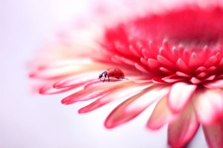 LadyBug - animal, ladybug, nature, flower