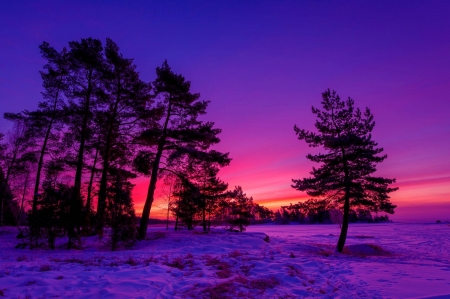 Winter Sunset - trees, winter, sunset, nature, evening, landscape, snow