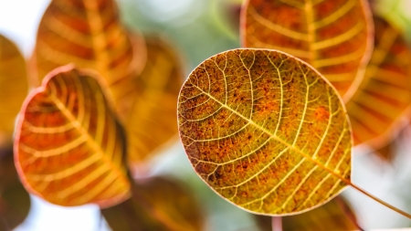 Leaves - orange, leaf, autumn, veins